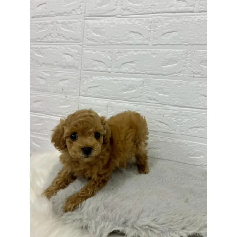 販売中の東京都のタイニープードル-451745の8枚目