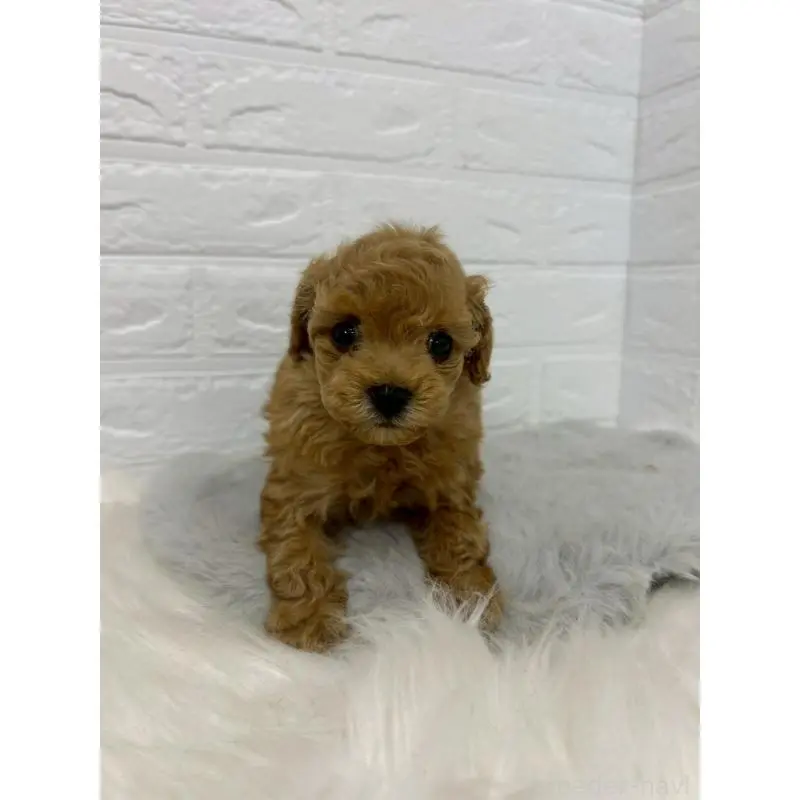 販売中の東京都のタイニープードル-451745の7枚目