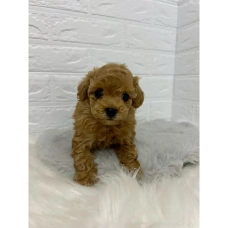 販売中の東京都のタイニープードル-451745の6枚目