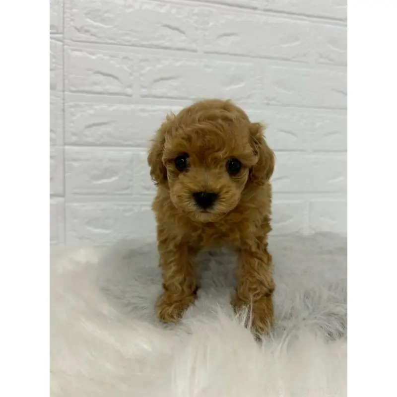 販売中の東京都のタイニープードル-451745の5枚目