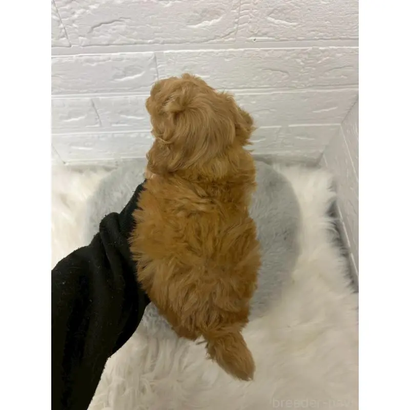 販売中の東京都のタイニープードル-451745の3枚目