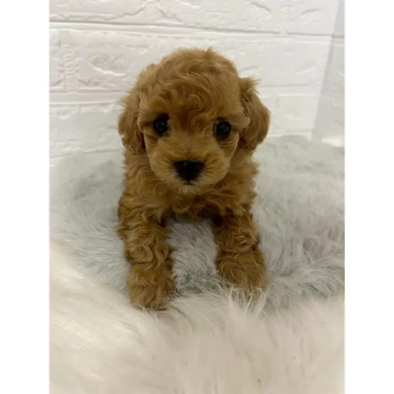 販売中の東京都のタイニープードル-451745の2枚目