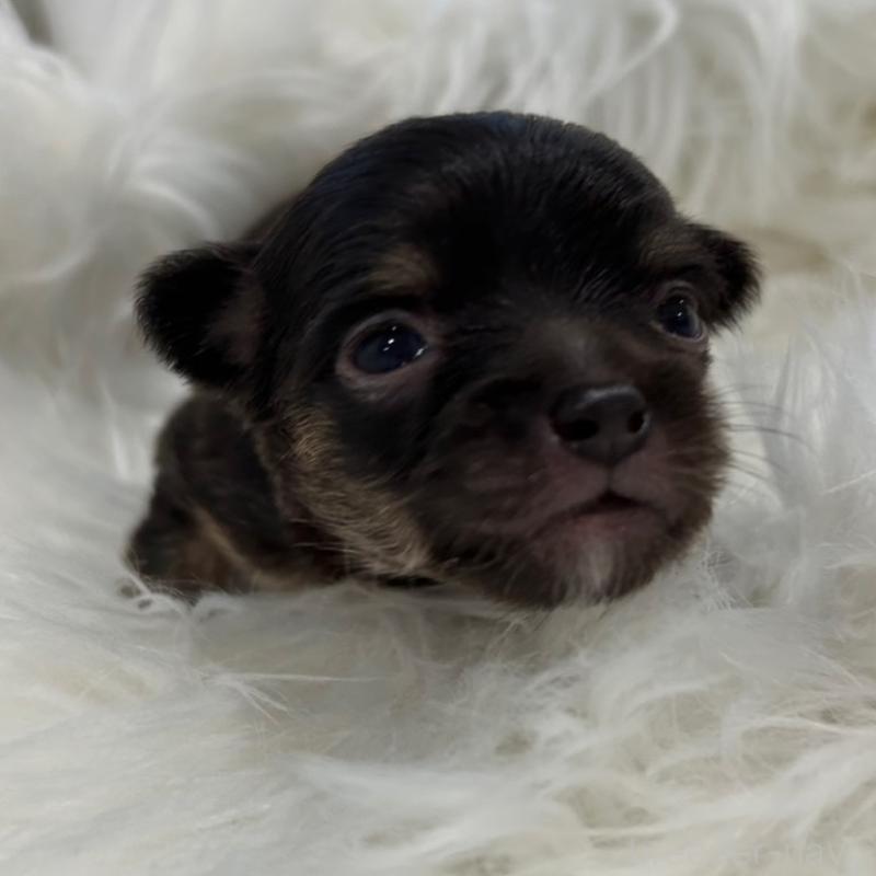 販売中の愛媛県のチワワ(ロングコート)-451744の5枚目