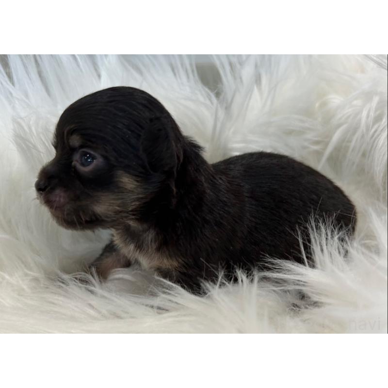 販売中の愛媛県のチワワ(ロングコート)-451744の4枚目