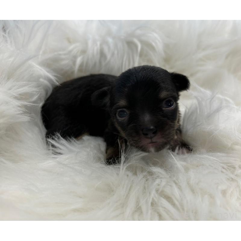 販売中の愛媛県のチワワ(ロングコート)-451744の3枚目