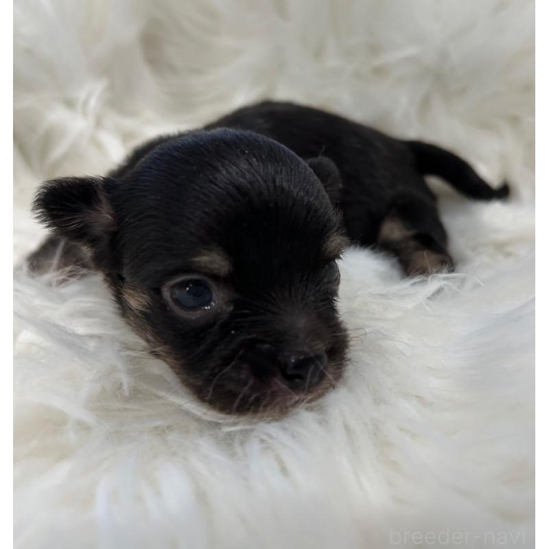 販売中の愛媛県のチワワ(ロングコート)-451744の2枚目