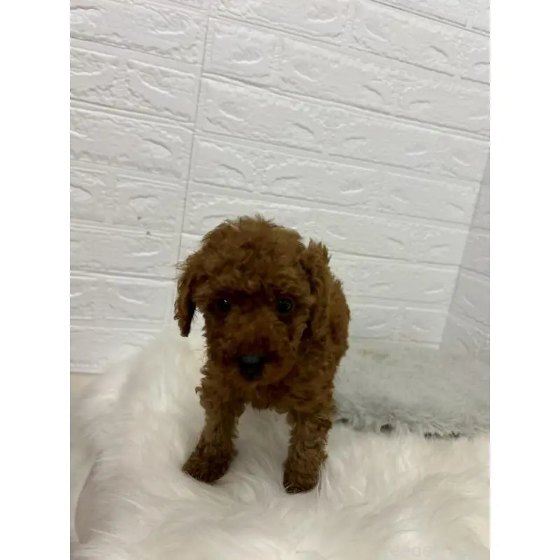 販売中の東京都のタイニープードル-451746の7枚目