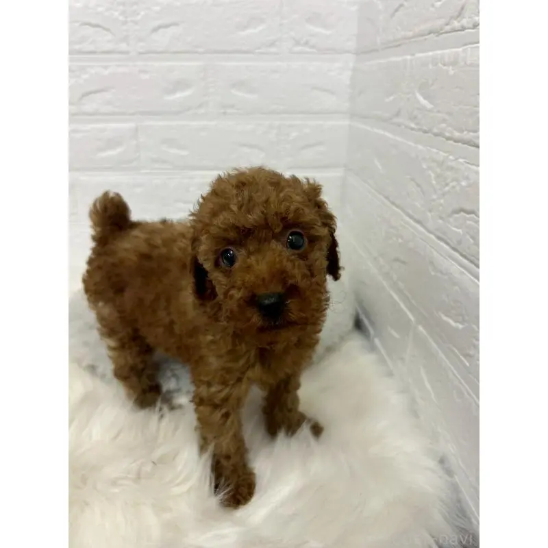 販売中の東京都のタイニープードル-451746の5枚目