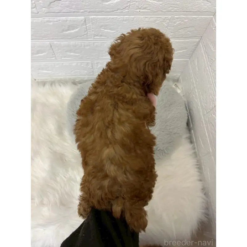 販売中の東京都のタイニープードル-451746の3枚目