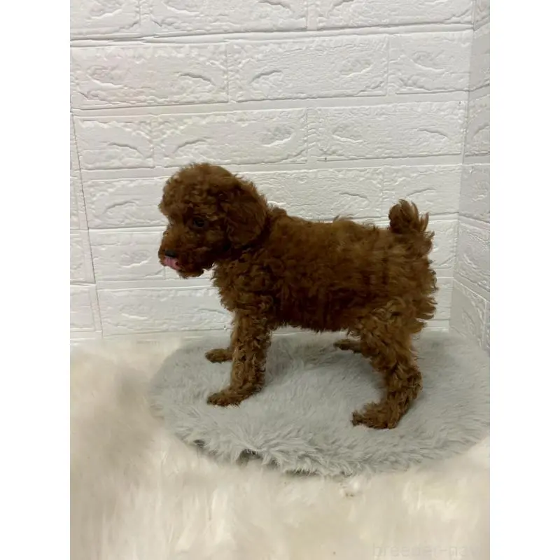 販売中の東京都のタイニープードル-451746の4枚目