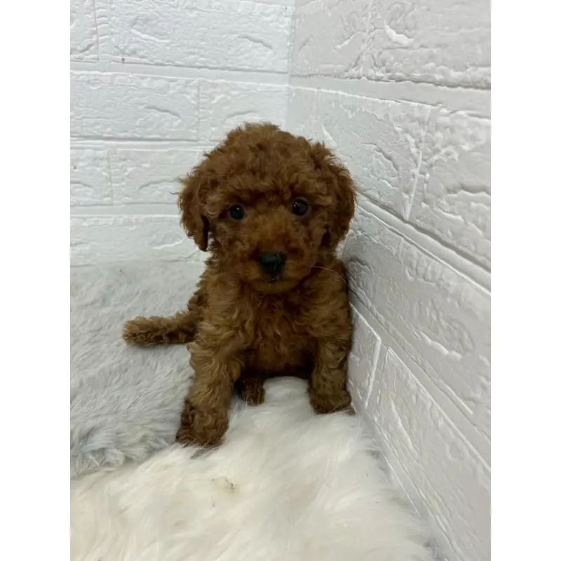 販売中の東京都のタイニープードル-451746の2枚目