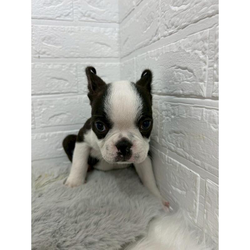 販売中の東京都のボストンテリア-451747の11枚目