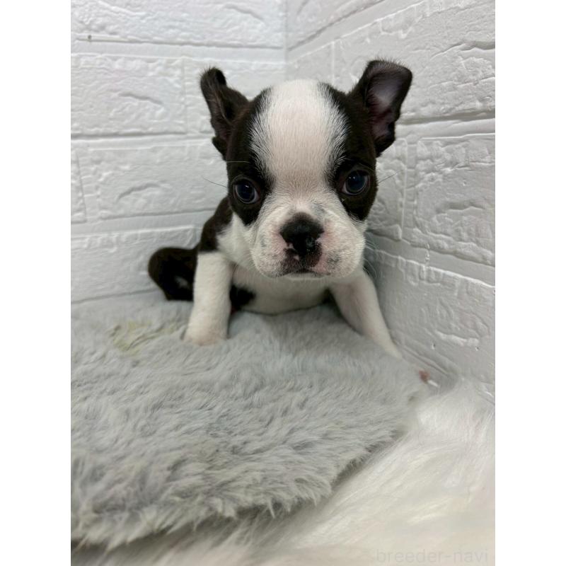 販売中の東京都のボストンテリア-451747の10枚目