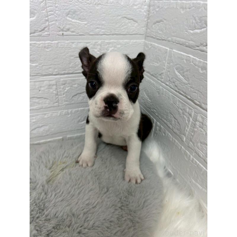 販売中の東京都のボストンテリア-451747の9枚目