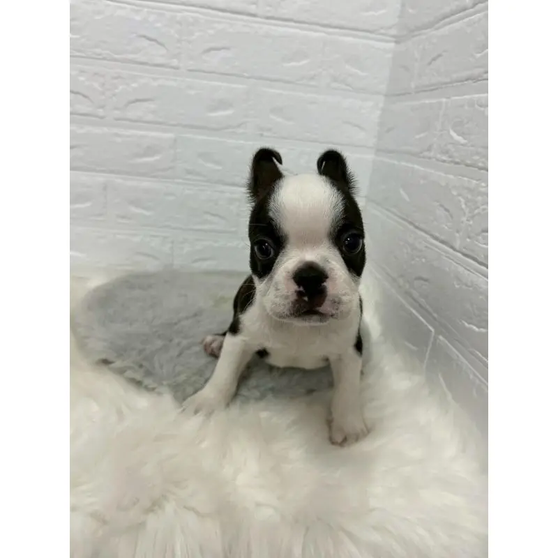 販売中の東京都のボストンテリア-451747の7枚目