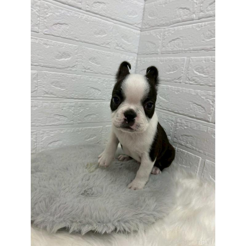 販売中の東京都のボストンテリア-451747の5枚目