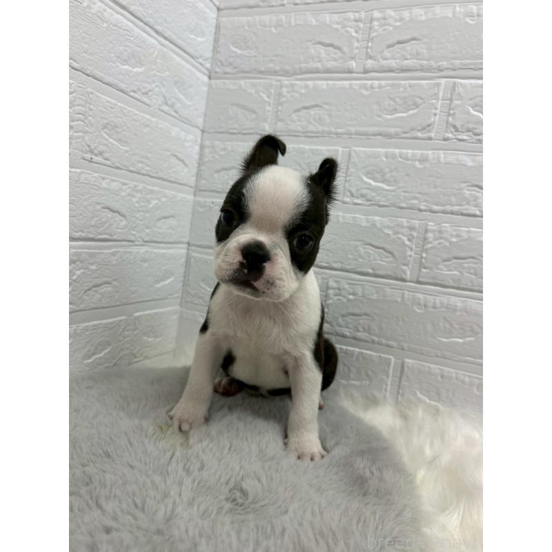 販売中の東京都のボストンテリア-451747の4枚目