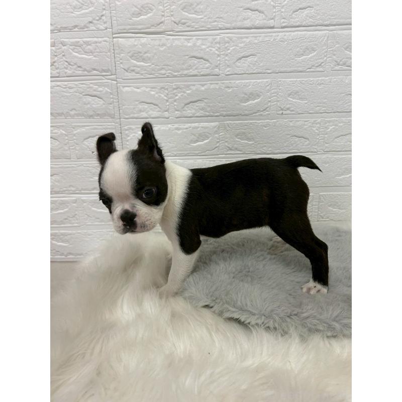 販売中の東京都のボストンテリア-451747の3枚目