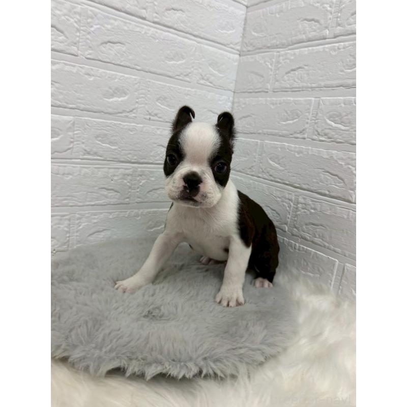 販売中の東京都のボストンテリア-451747の2枚目