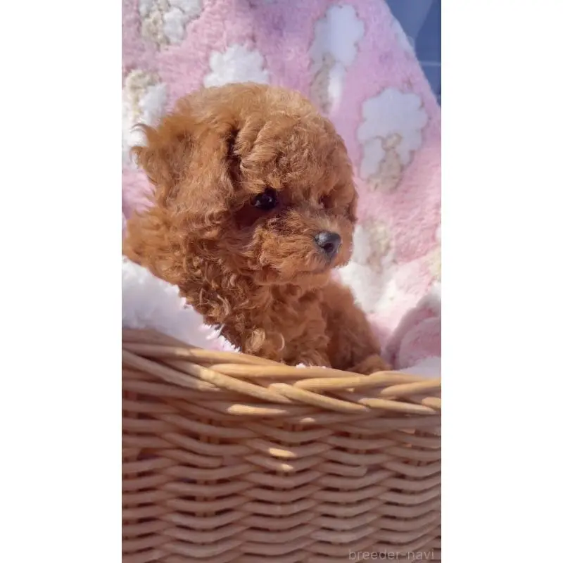 販売中の千葉県のティーカッププードル-451748の6枚目