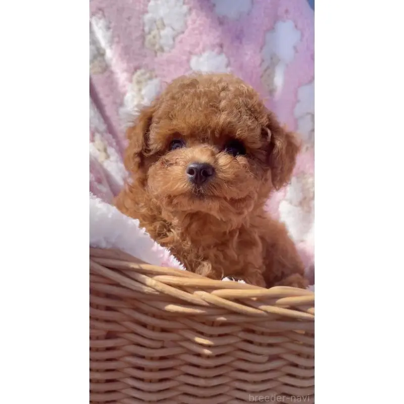 販売中の千葉県のティーカッププードル-451748の5枚目