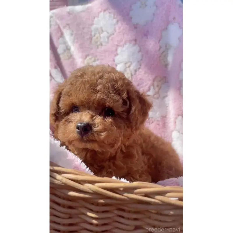 販売中の千葉県のティーカッププードル-451748の4枚目