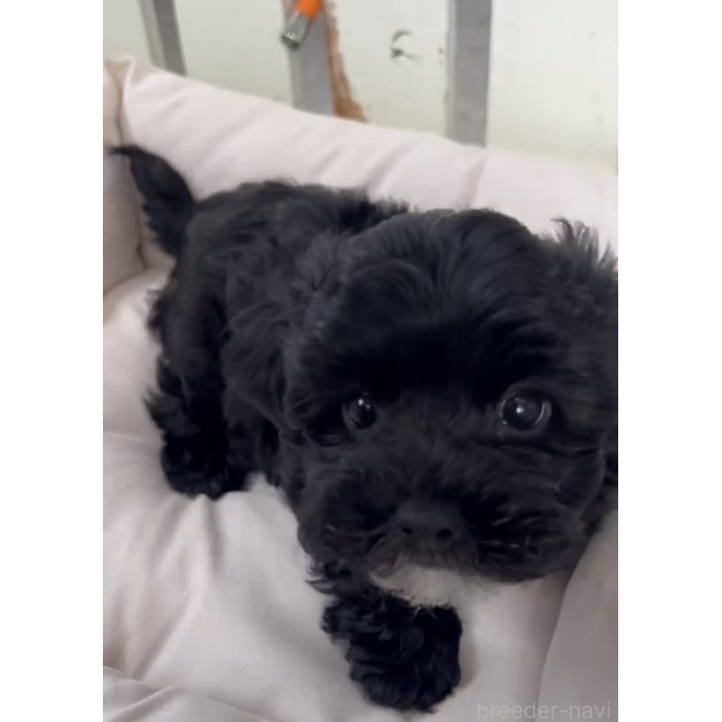 商談中の福岡県のヨープー:ヨークシャーテリア×トイプードル-444567の7枚目