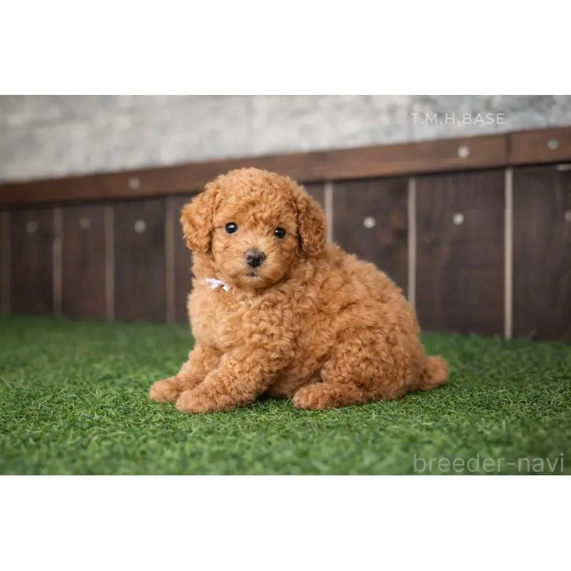 販売中の茨城県のトイプードル-451607の3枚目