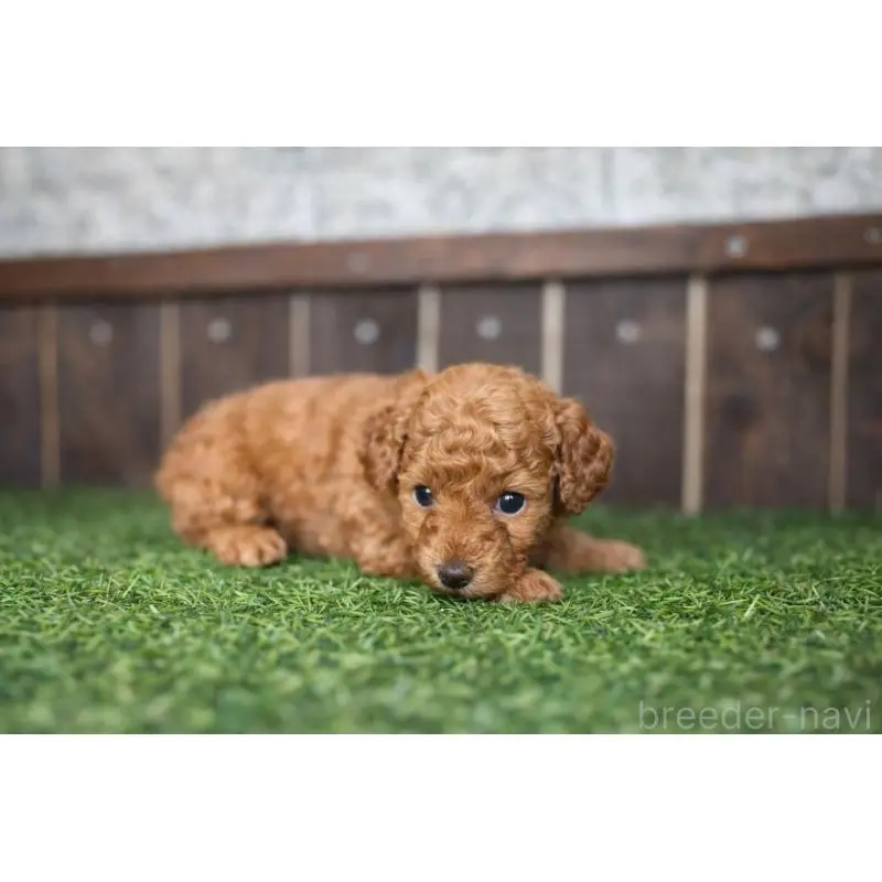 販売中の茨城県のトイプードル-451608の3枚目