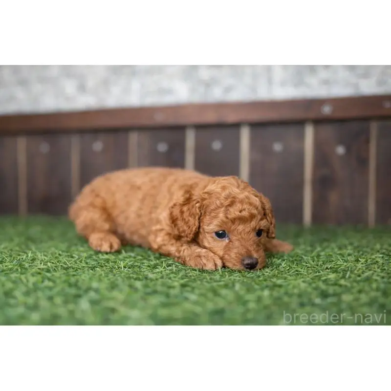 販売中の茨城県のトイプードル-451608の2枚目