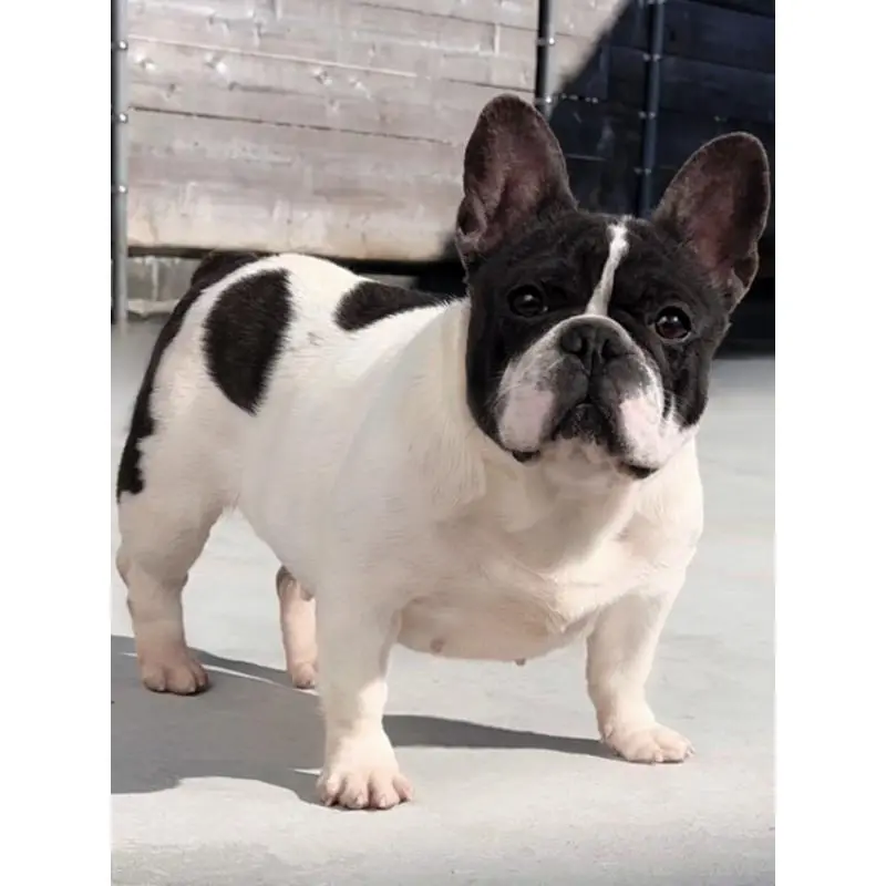 ニコちゃん1枚目