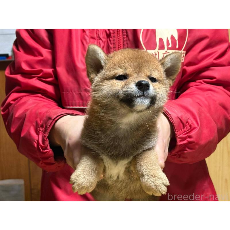 成約済の千葉県の柴犬-447534の2枚目