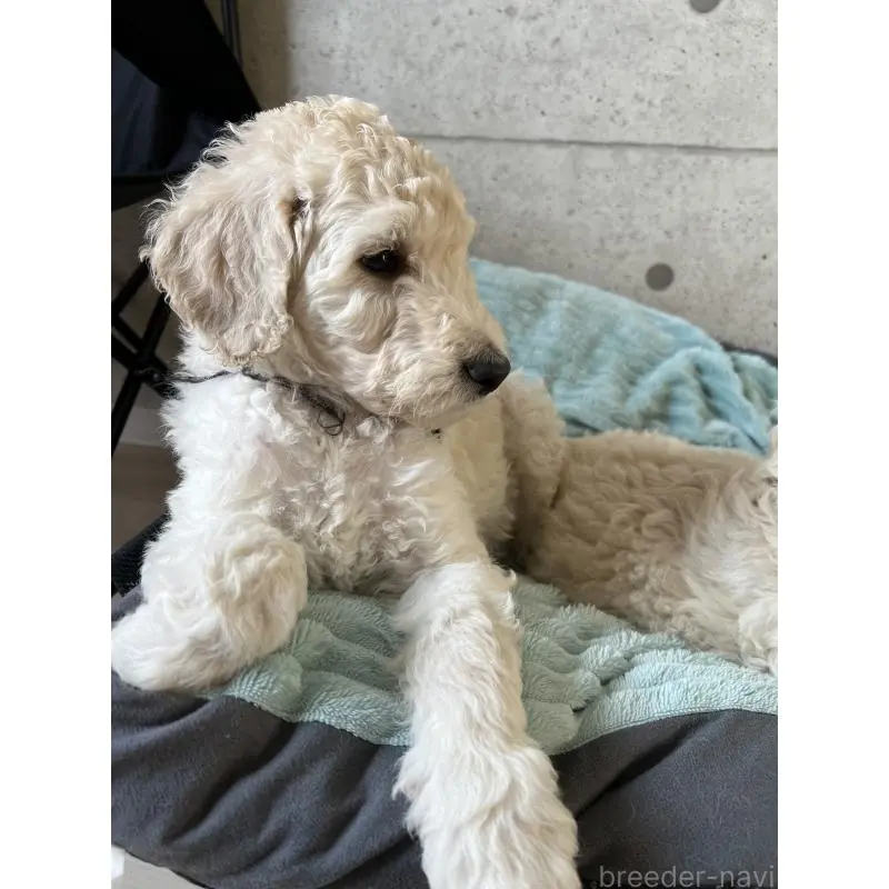 販売中の大阪府のスタンダードプードル-451754の5枚目