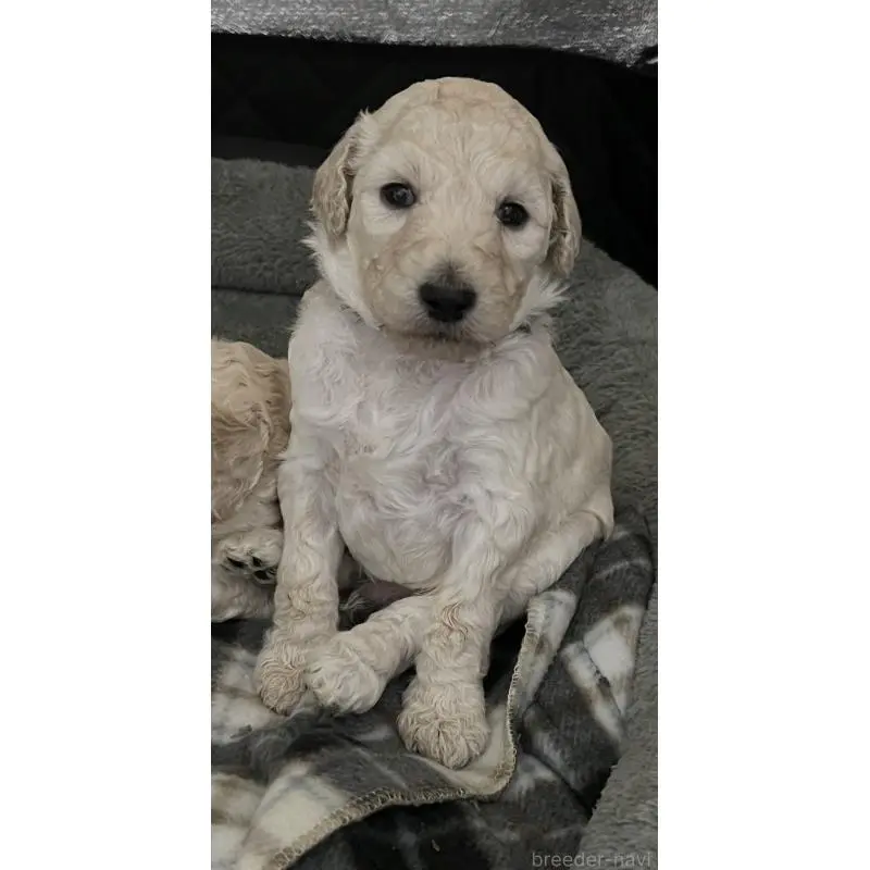 販売中の大阪府のスタンダードプードル-451754の4枚目