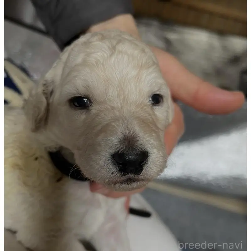 販売中の大阪府のスタンダードプードル-451754の3枚目