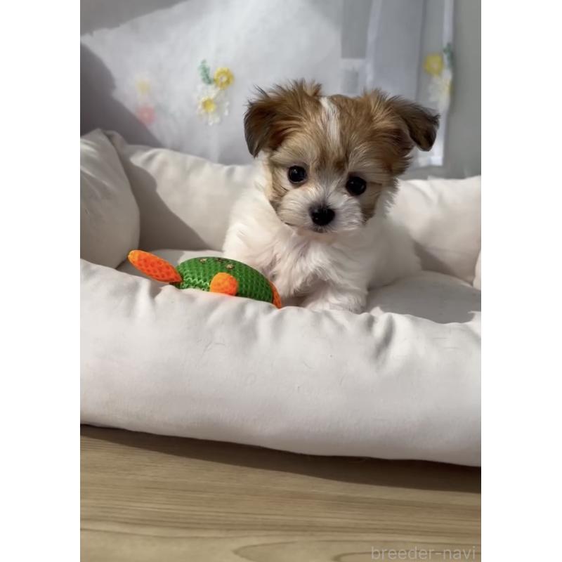 商談中の福岡県のチワマル:チワワ×マルチーズ-446144の5枚目