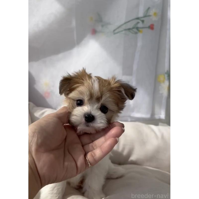 商談中の福岡県のチワマル:チワワ×マルチーズ-446144の4枚目