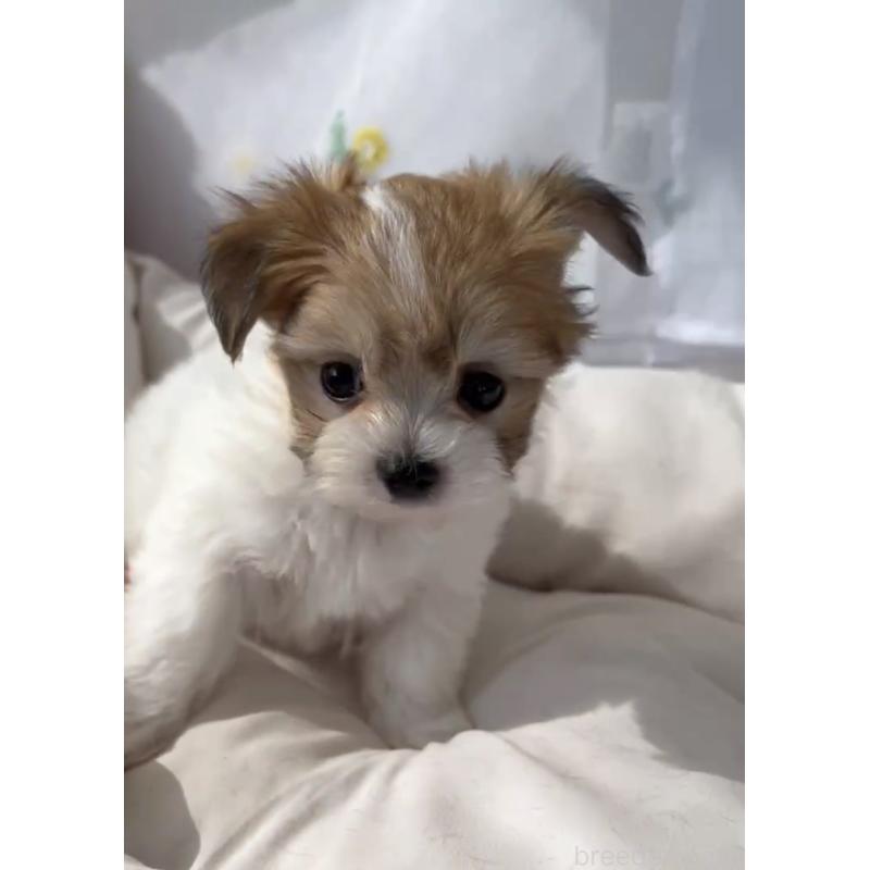 商談中の福岡県のチワマル:チワワ×マルチーズ-446144の3枚目