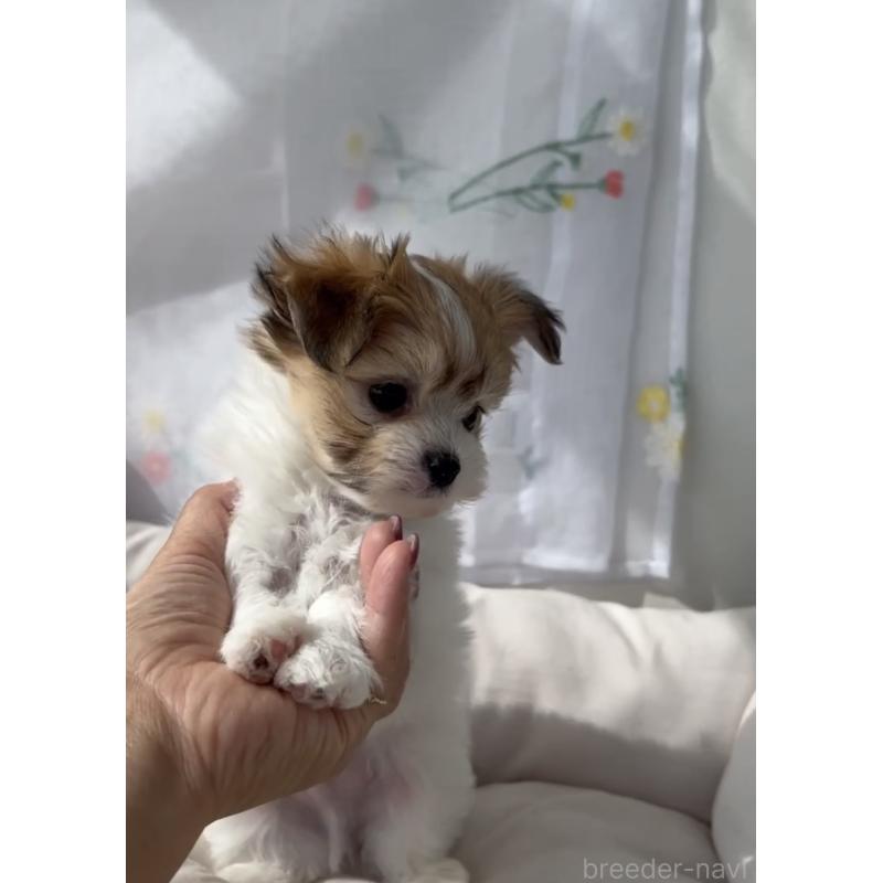 商談中の福岡県のチワマル:チワワ×マルチーズ-446144の2枚目