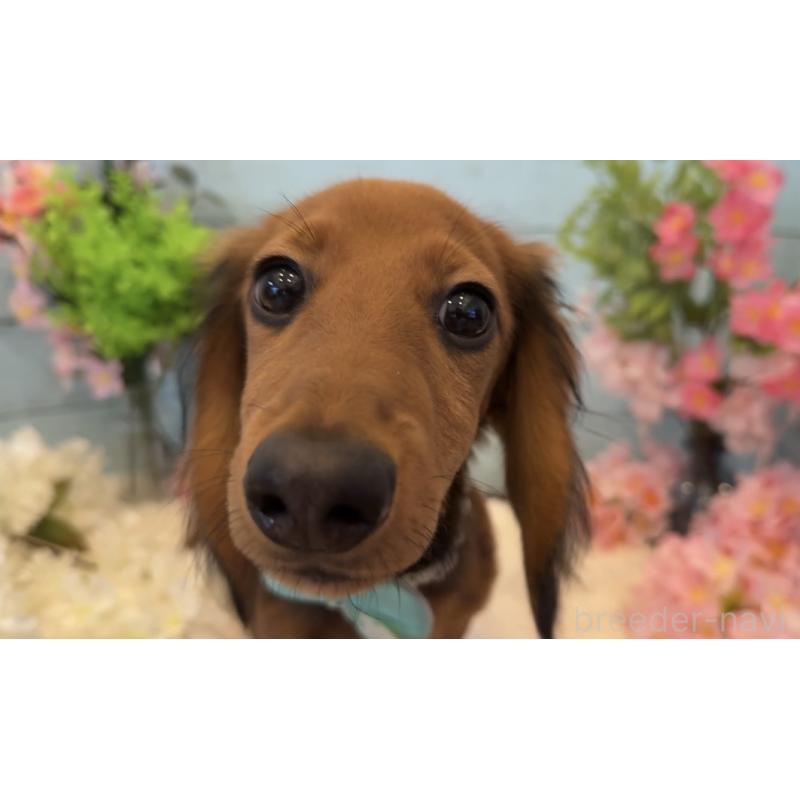 販売中の埼玉県のミニチュアダックスフンド(ロングヘアード)-425288の4枚目