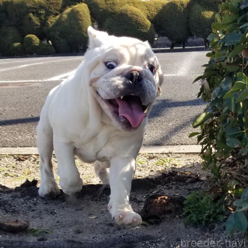 販売中の京都府のブルドッグ-424660の11枚目