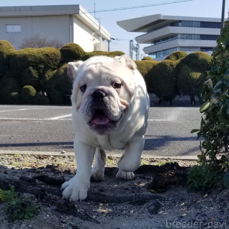 販売中の京都府のブルドッグ-424660の10枚目