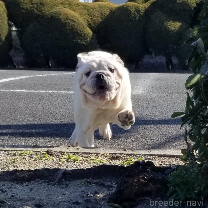 販売中の京都府のブルドッグ-424660の9枚目