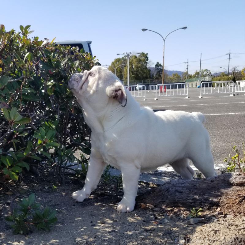 販売中の京都府のブルドッグ-424660の8枚目