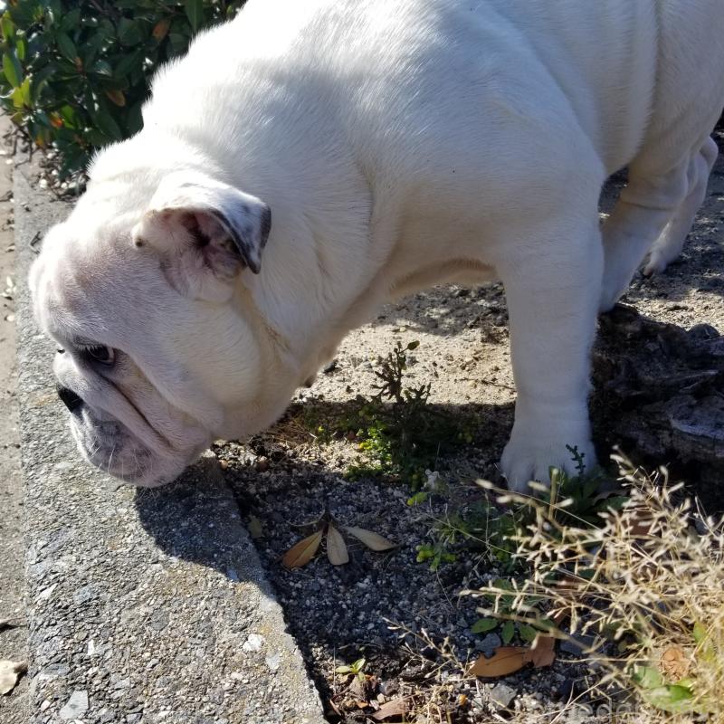 販売中の京都府のブルドッグ-424660の6枚目