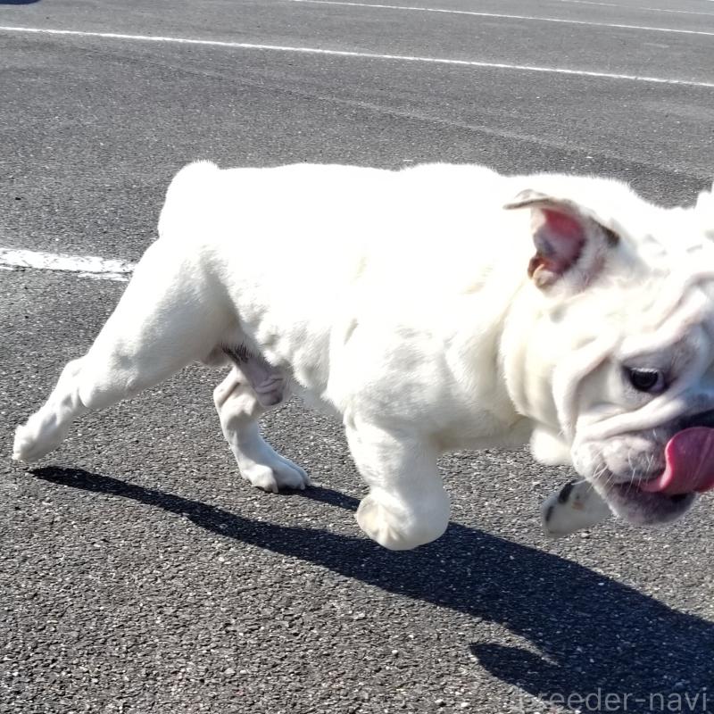 販売中の京都府のブルドッグ-424660の5枚目