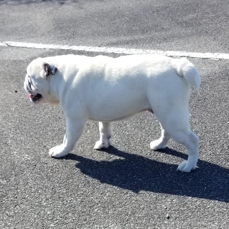 販売中の京都府のブルドッグ-424660の4枚目