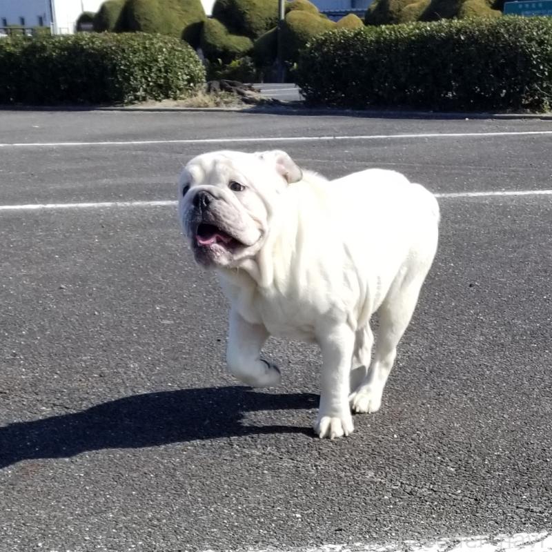 販売中の京都府のブルドッグ-424660の3枚目