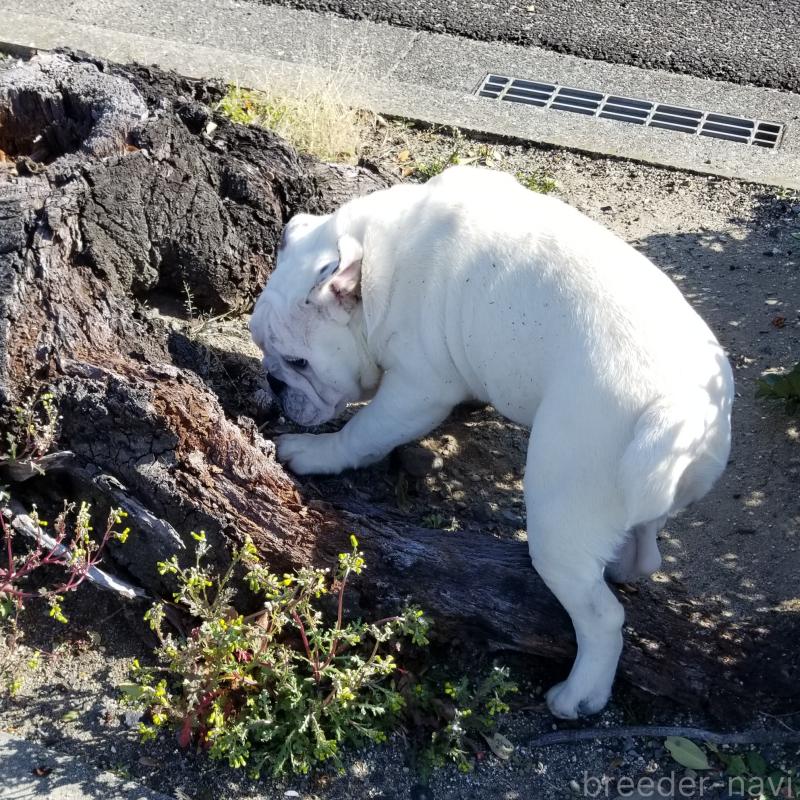 販売中の京都府のブルドッグ-424660の2枚目