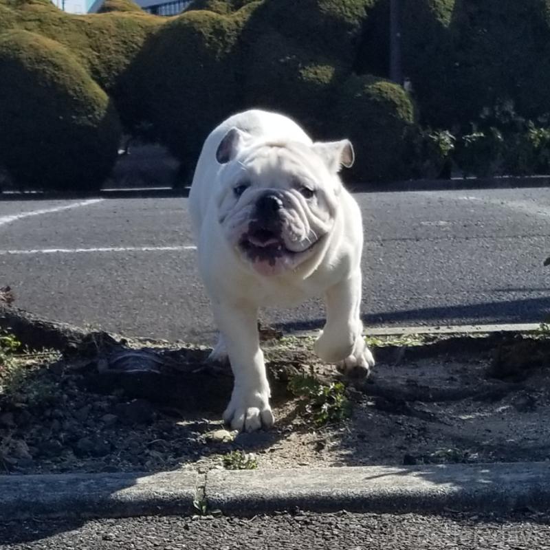 販売中の京都府のブルドッグ-424658の10枚目